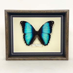 Morpho Patroclus (Peru)