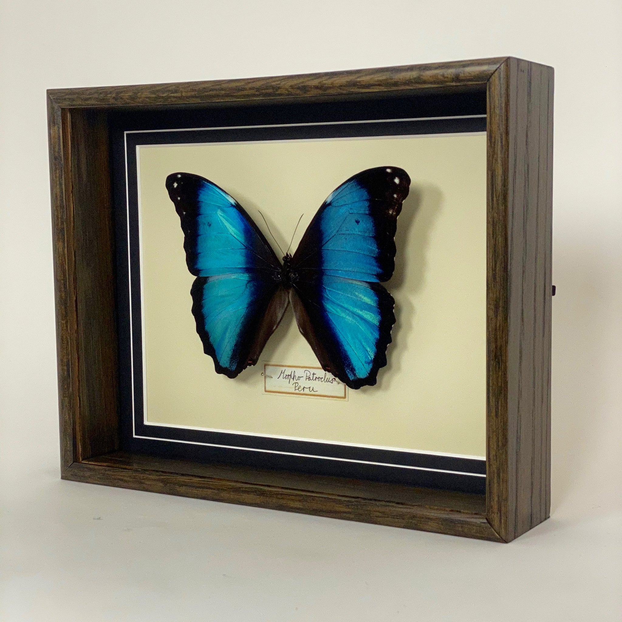 Morpho Patroclus (Peru)