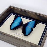 Morpho Patroclus (Peru)