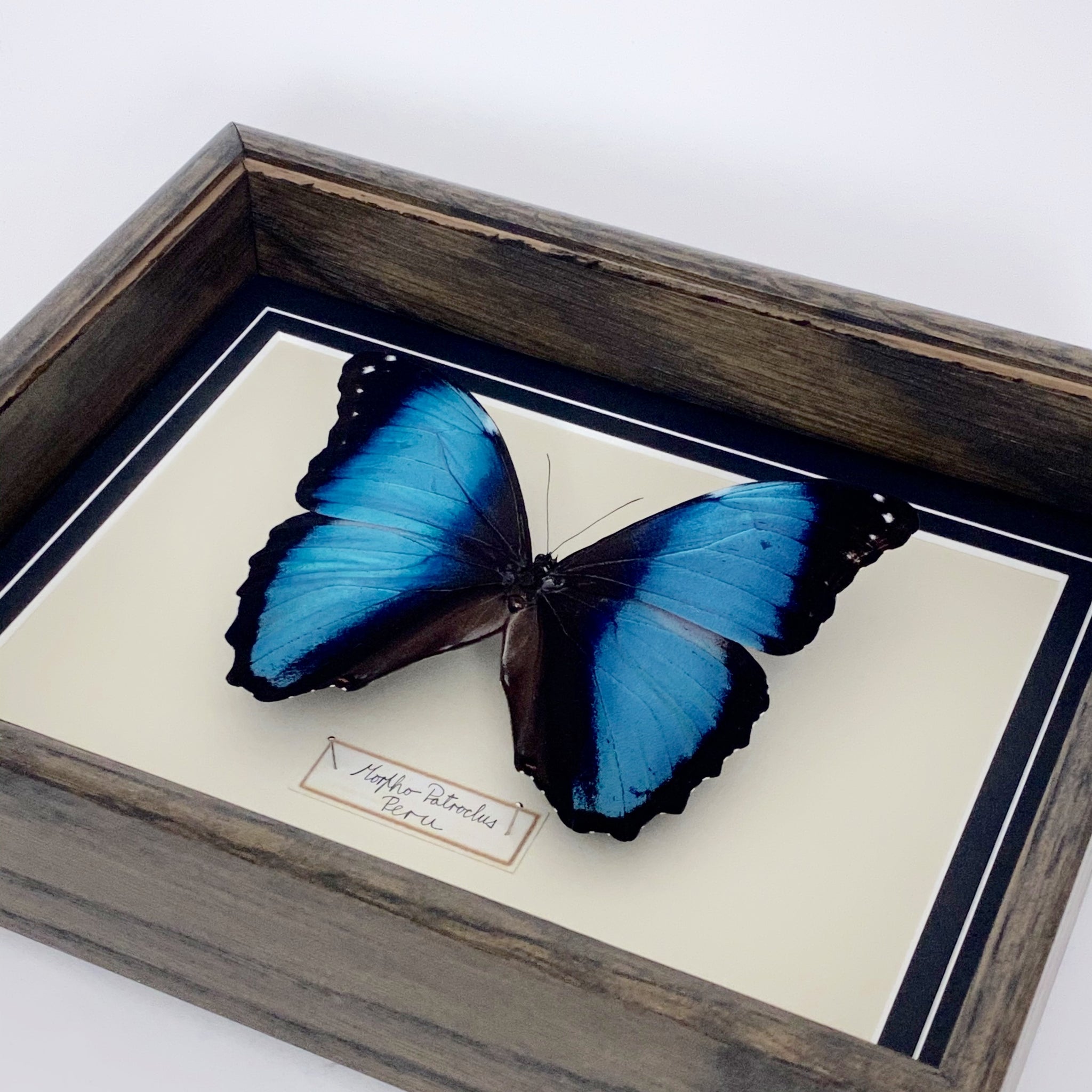 Morpho Patroclus (Peru)