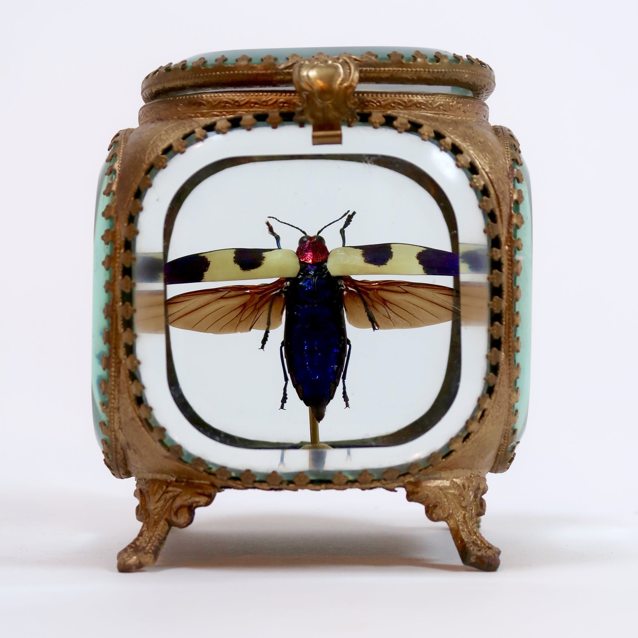 Jewel beetle in a gilt metal jewel casket by Les Couilles du Chien .