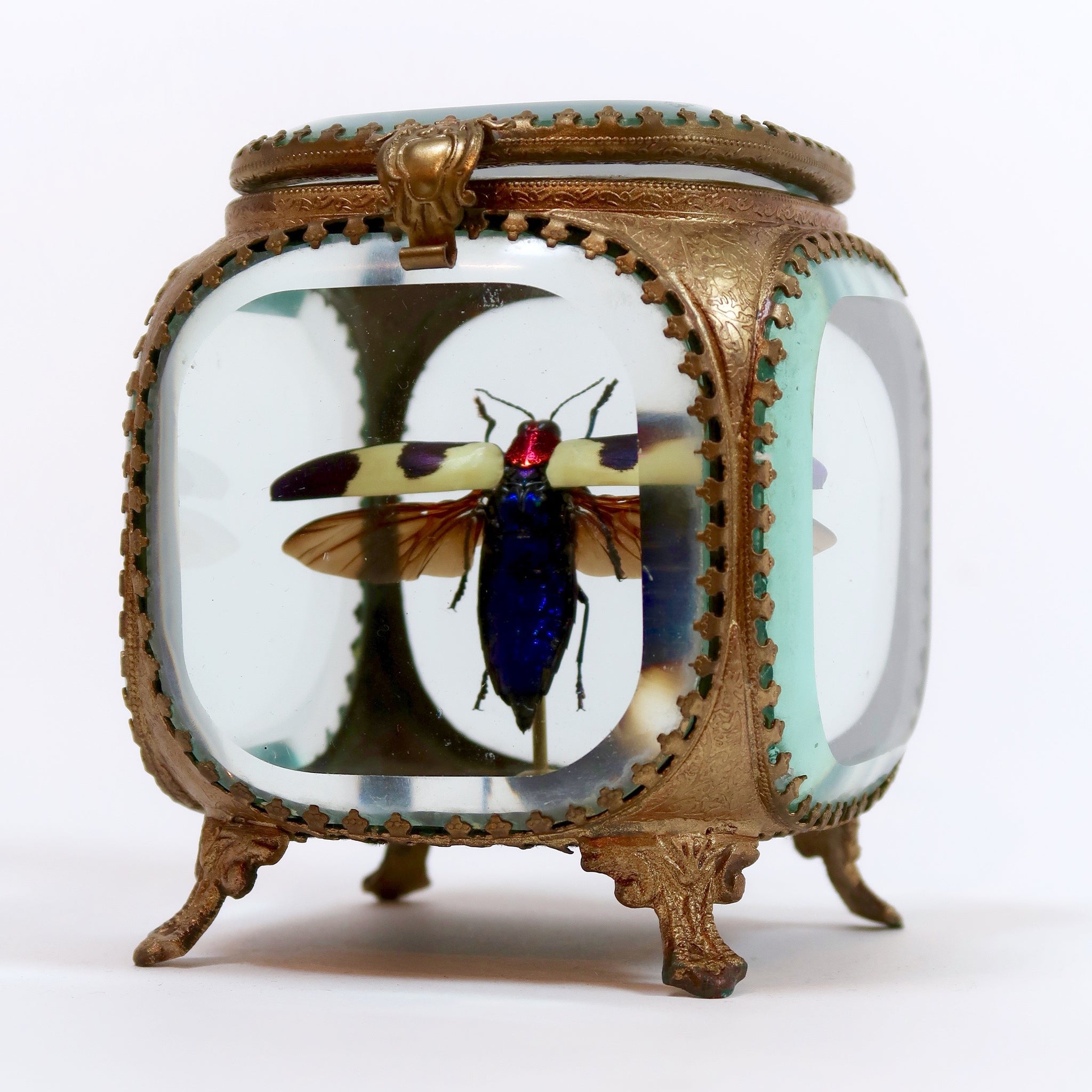 Jewel beetle in a gilt metal jewel casket by Les Couilles du Chien .