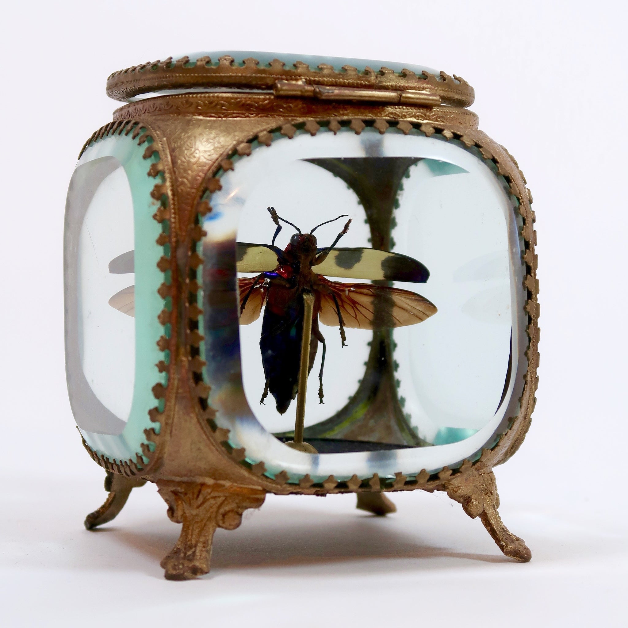 Jewel beetle in a gilt metal jewel casket by Les Couilles du Chien .