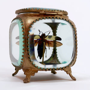 Jewel beetle in a gilt metal jewel casket by Les Couilles du Chien .