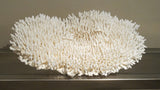 X Large plate coral.