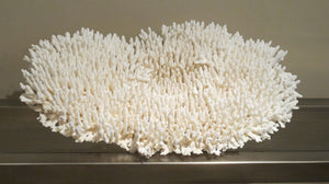 X Large plate coral.