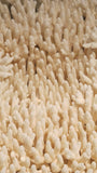 X Large plate coral.