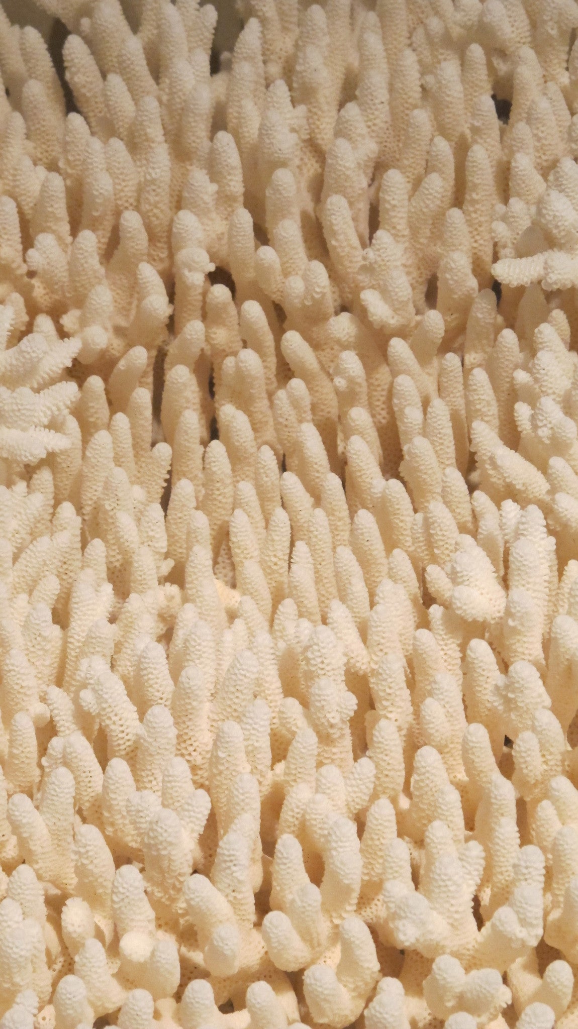 X Large plate coral.