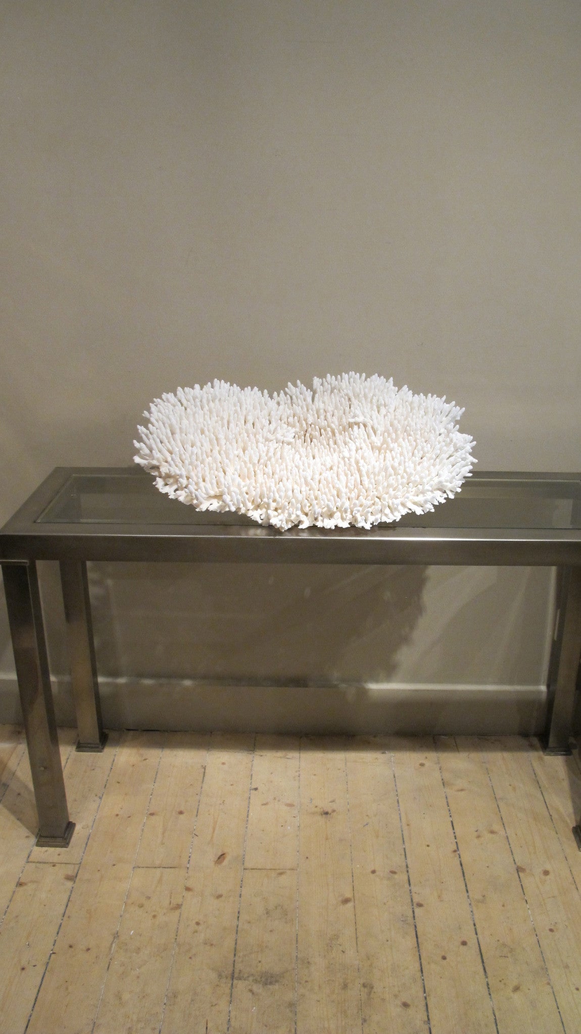 X Large plate coral.
