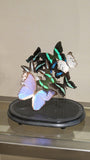 Butterfly display in victorian glass dome