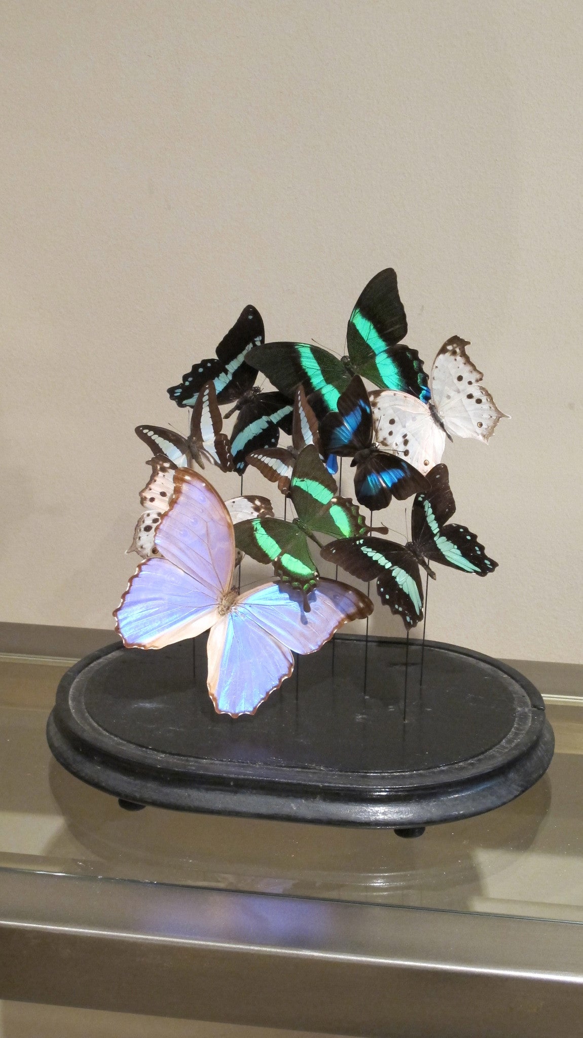 Butterfly display in victorian glass dome