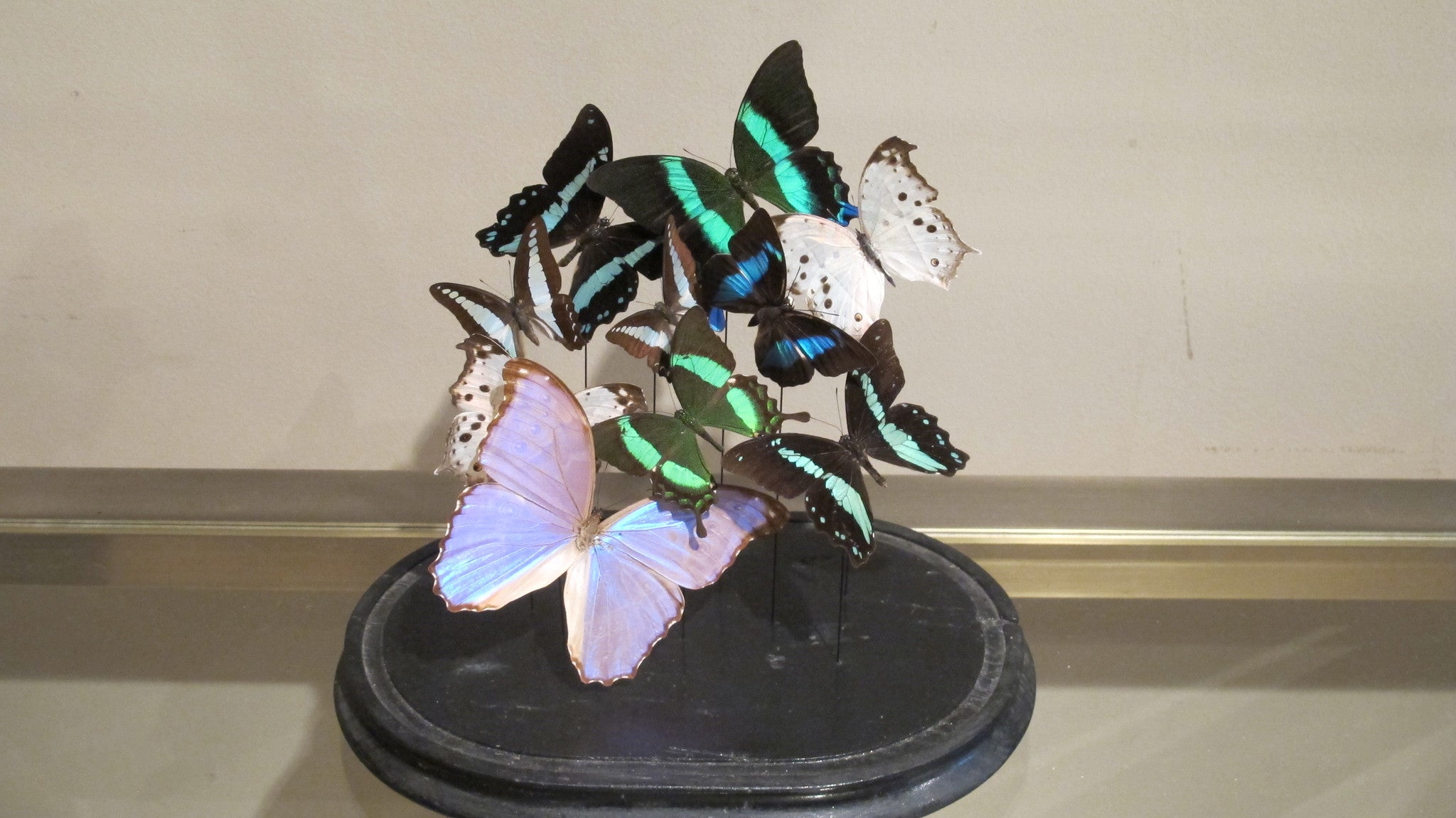 Butterfly display in victorian glass dome