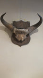 X A large set of victorian mounted buffalo horns.