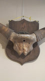 X A large set of victorian mounted buffalo horns.