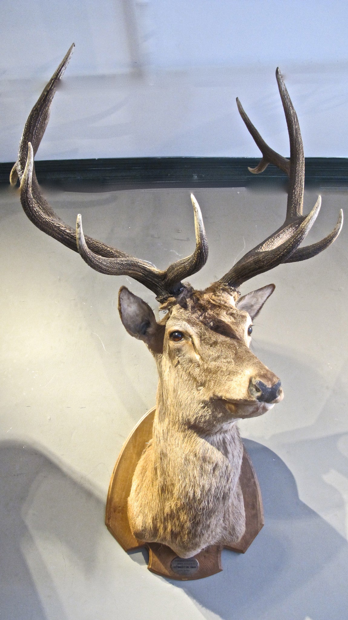 An extremely impressive and beautifully modelled taxidermy specimen of a stag.