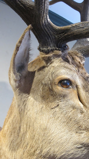 An extremely impressive and beautifully modelled taxidermy specimen of a stag.