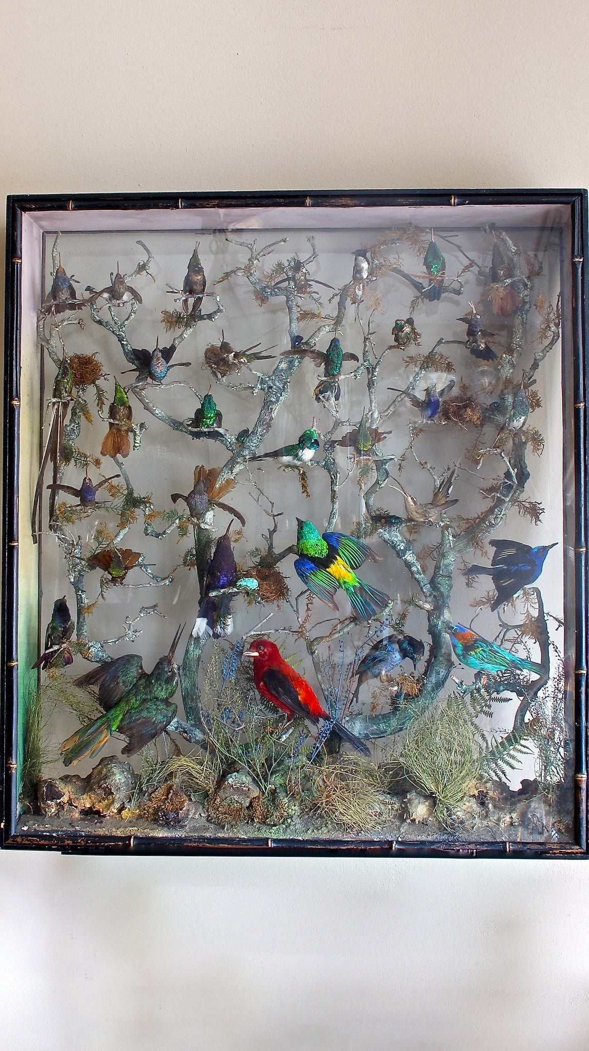 An early 19th century display of humming birds and finches set in a naturalistic setting featuring insects and mosses. The case being glazed on both sides with a simulated bamboo edge detail.