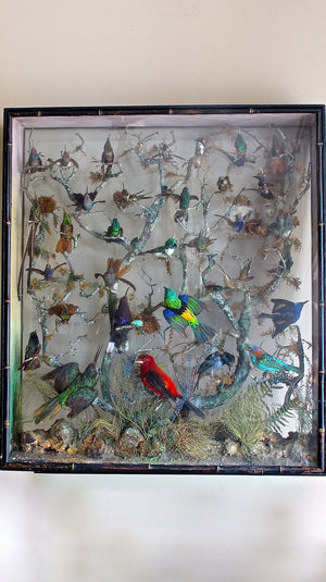 An early 19th century display of humming birds and finches set in a naturalistic setting featuring insects and mosses. The case being glazed on both sides with a simulated bamboo edge detail.