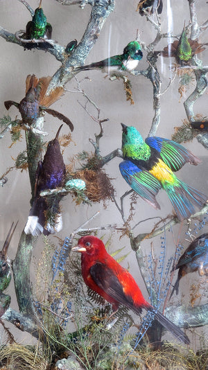 An early 19th century display of humming birds and finches set in a naturalistic setting featuring insects and mosses. The case being glazed on both sides with a simulated bamboo edge detail.
