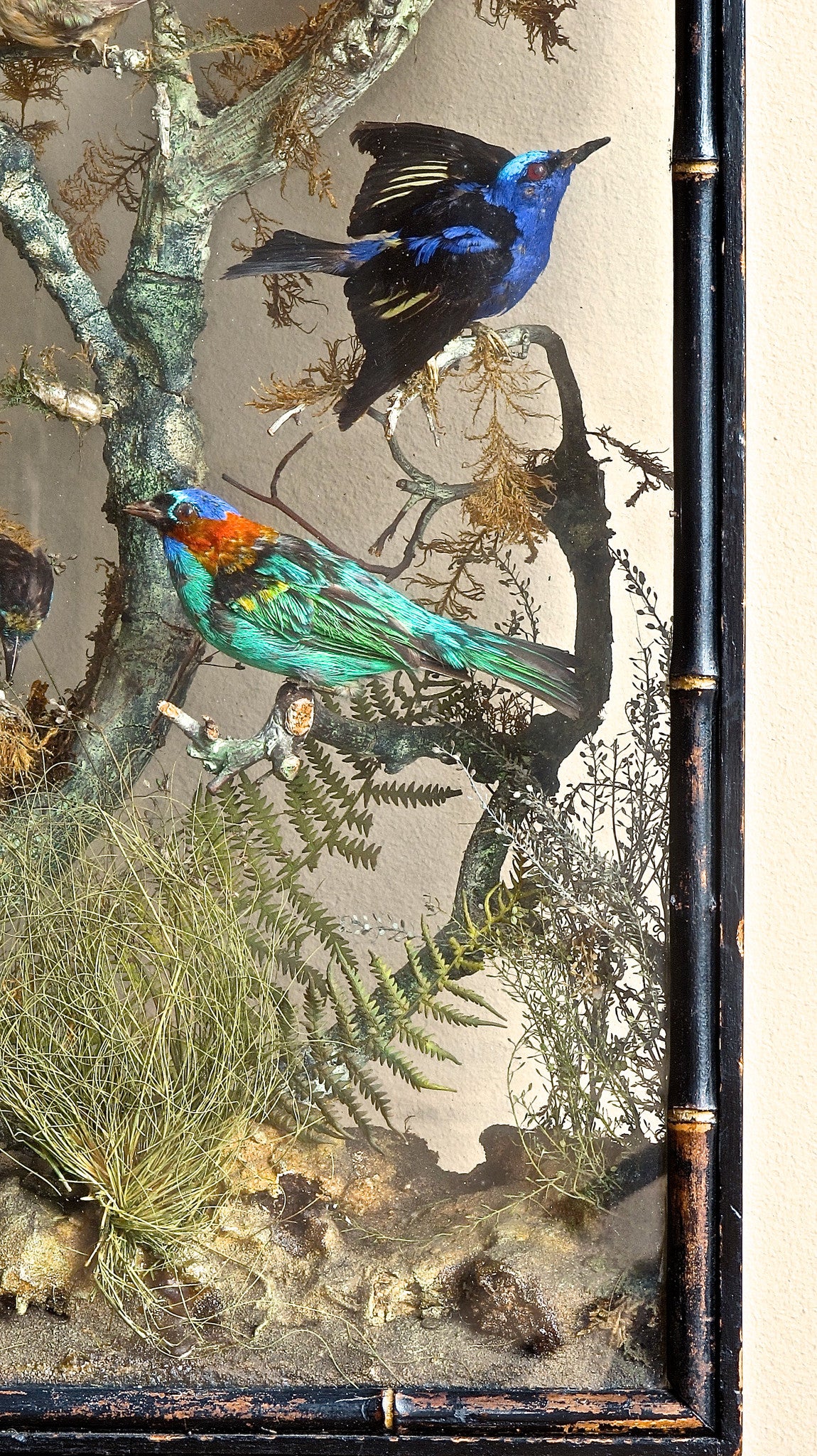 An early 19th century display of humming birds and finches set in a naturalistic setting featuring insects and mosses. The case being glazed on both sides with a simulated bamboo edge detail.