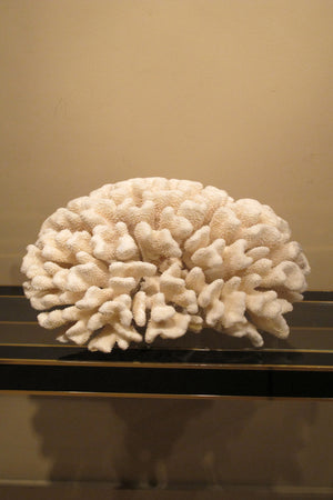 X A huge coral specimen