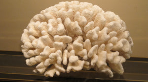 X A huge coral specimen