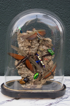 X Diorama of jewel beetles set in a victorian glass dome