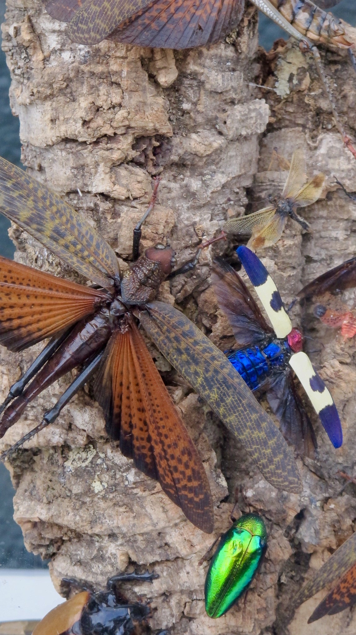 X Diorama of jewel beetles set in a victorian glass dome