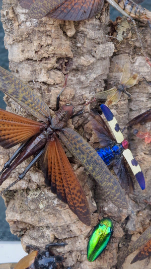 X Diorama of jewel beetles set in a victorian glass dome