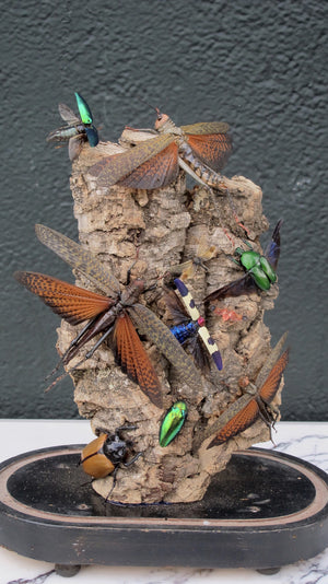 X Diorama of jewel beetles set in a victorian glass dome
