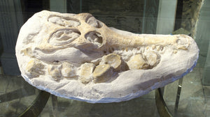 X a diorama of a fossilised skull of a Garial.