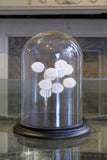 X Sand Dollar dome