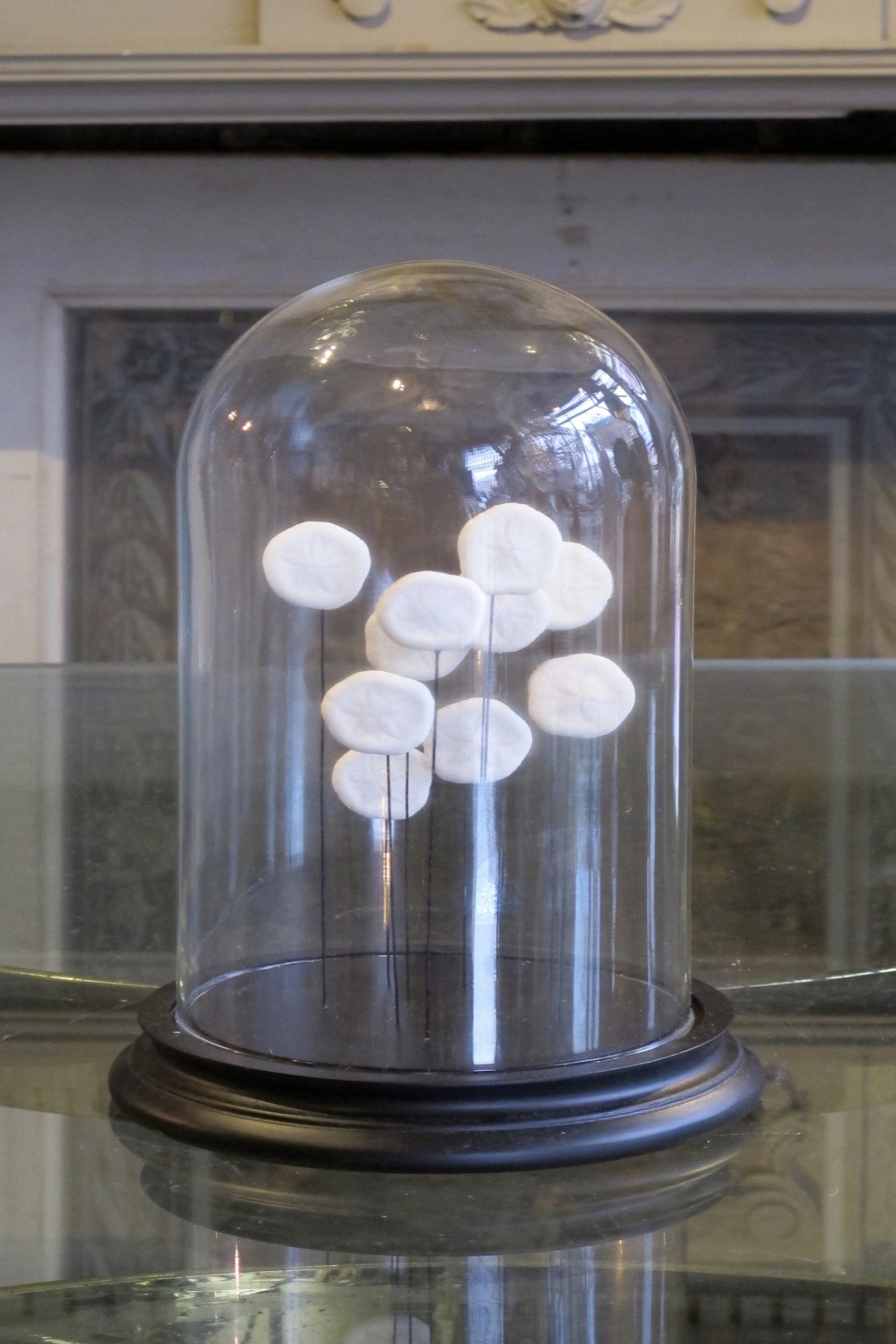 X Sand Dollar dome