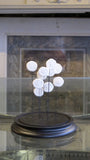 X Sand Dollar dome