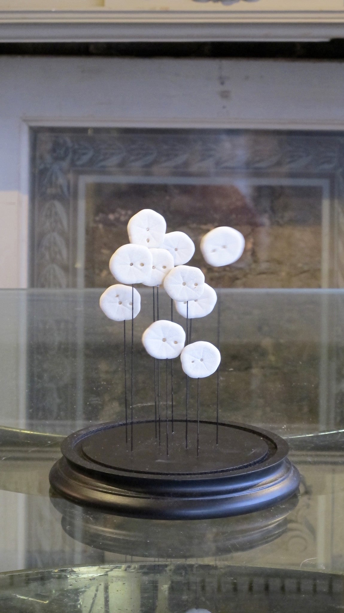 X Sand Dollar dome