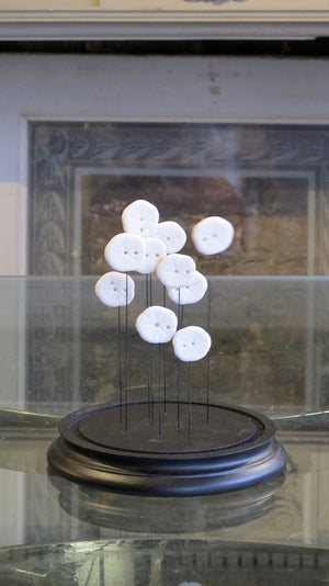 X Sand Dollar dome