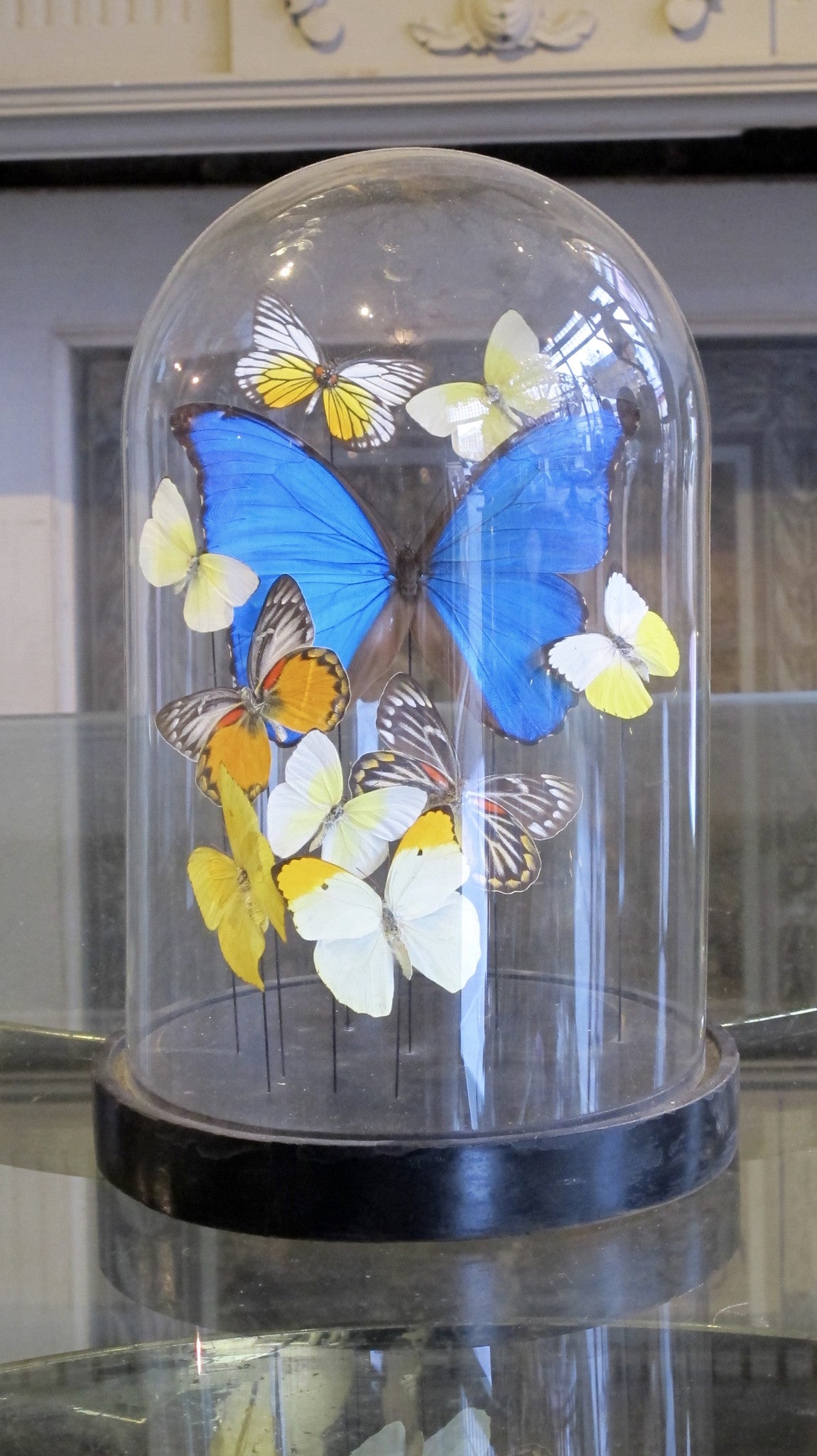 X Butterfly display