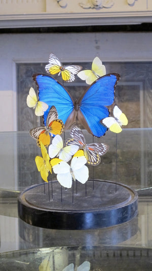 X Butterfly display