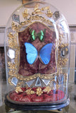 Butterflies in a Antique Bell Jar