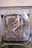 Bird in a Antique Bell Jar