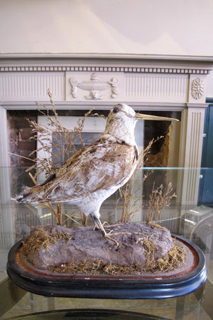 Bird in a Antique Bell Jar