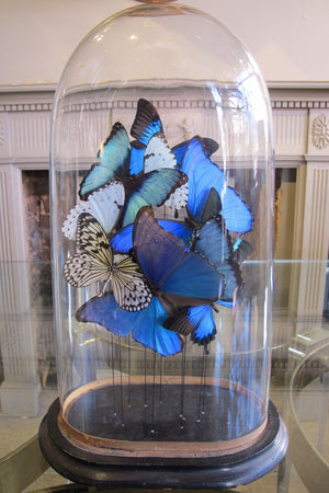 X Butterflies in a Antique Bell Jar