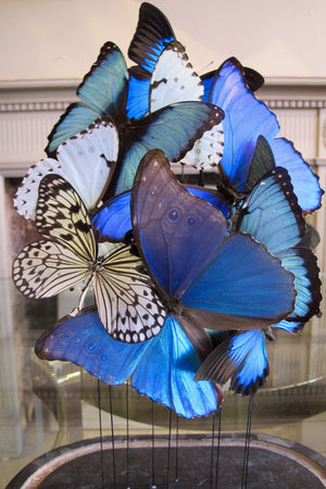 X Butterflies in a Antique Bell Jar