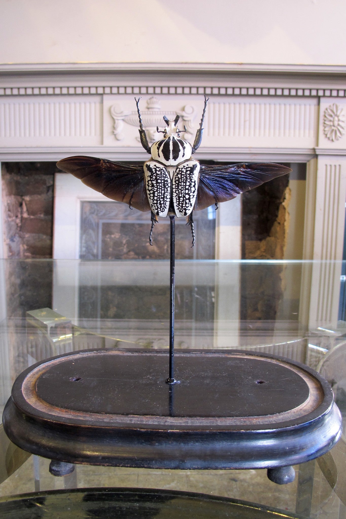 X Mounted Goliath beetle in a Antique Bell Jar