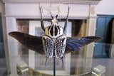 X Mounted Goliath beetle in a Antique Bell Jar