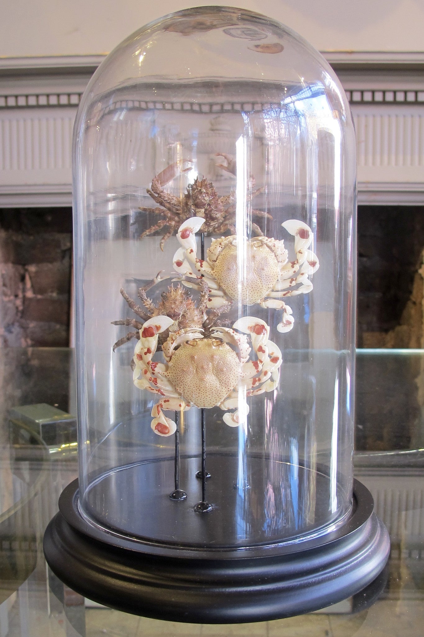 X Mounted Crabs in a Bell Jar