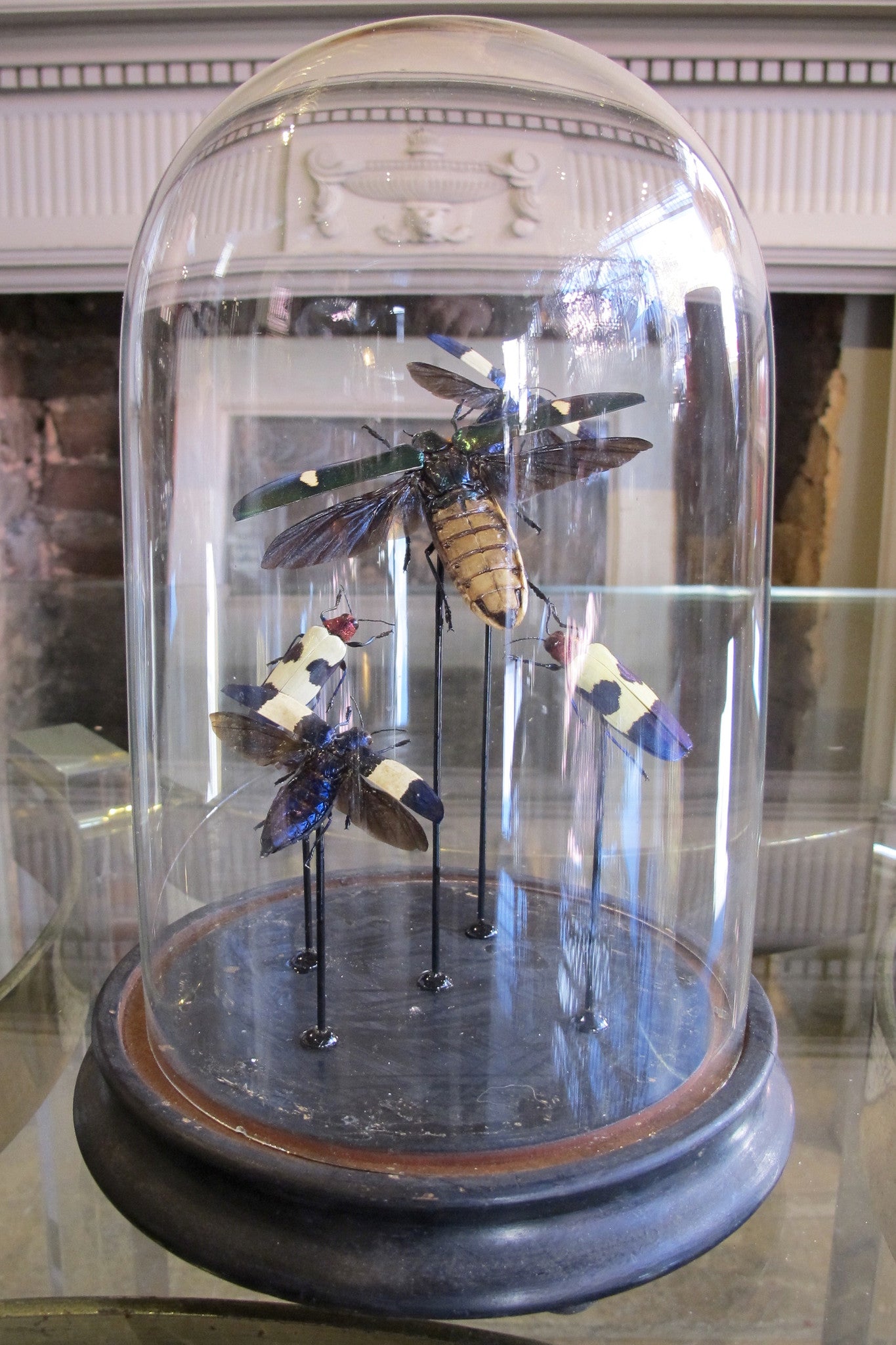 X Mounted Jewel Beetles in a Antique Bell Jar