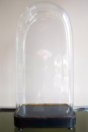 Large selection of empty antique glass domes available .