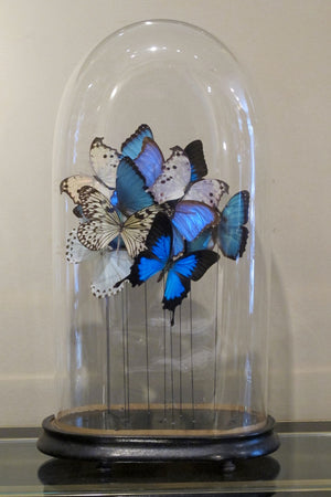 X Butterflies in a Antique Bell Jar