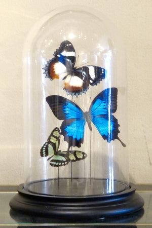 Small Butterfly Dome
